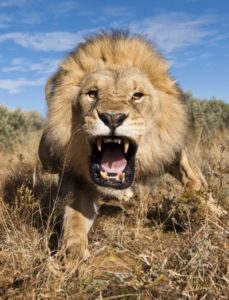 n_bahia_mascote-303176